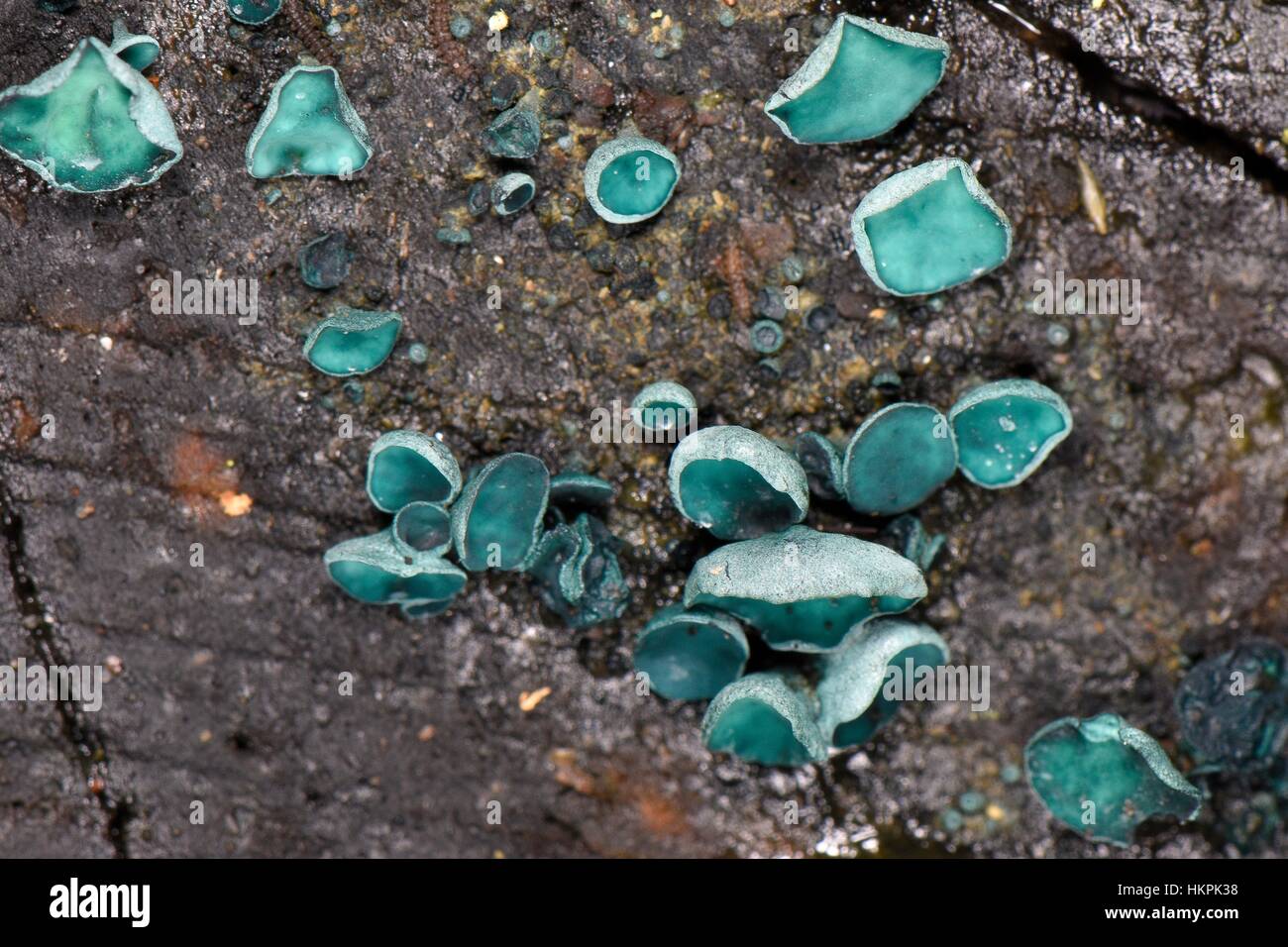 Elfcup verde / verde macchia fungo (Chlorociboria aeruginosa/aeruginascens) che cresce su un marciume log, Gloucestershire, UK. Foto Stock