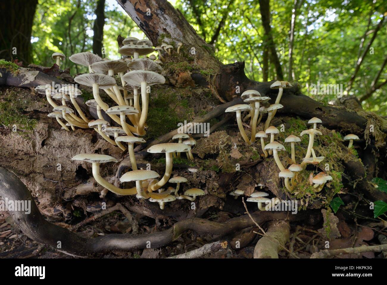 Ciuffo di zolfo funghi Hypholoma fasciculare) che cresce su un marcio registro di muschio nel bosco di latifoglie, GWT boschi inferiore riserva, Gloucestershire, UK, Septembe Foto Stock