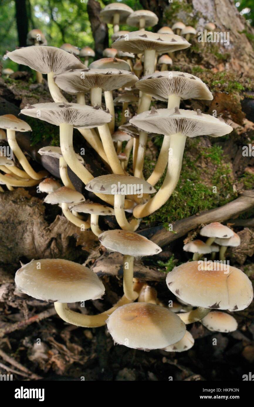 Ciuffo di zolfo funghi Hypholoma fasciculare) che cresce su un marcio registro di muschio nel bosco di latifoglie, Gloucestershire, UK, Settembre. Foto Stock