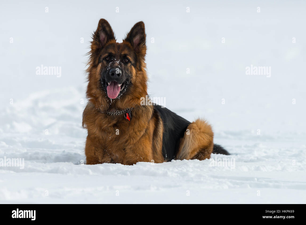 Pastore Tedesco dog sitter su neve in inverno giorno Foto Stock