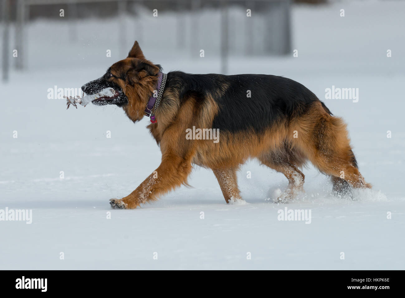 Pastore Tedesco salta e corre sulla neve Foto Stock