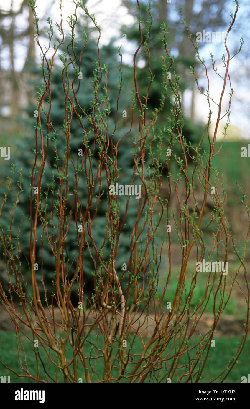 Struttura di cavatappi willow , (Salix matsudana, cavatappi willow, Foto Stock