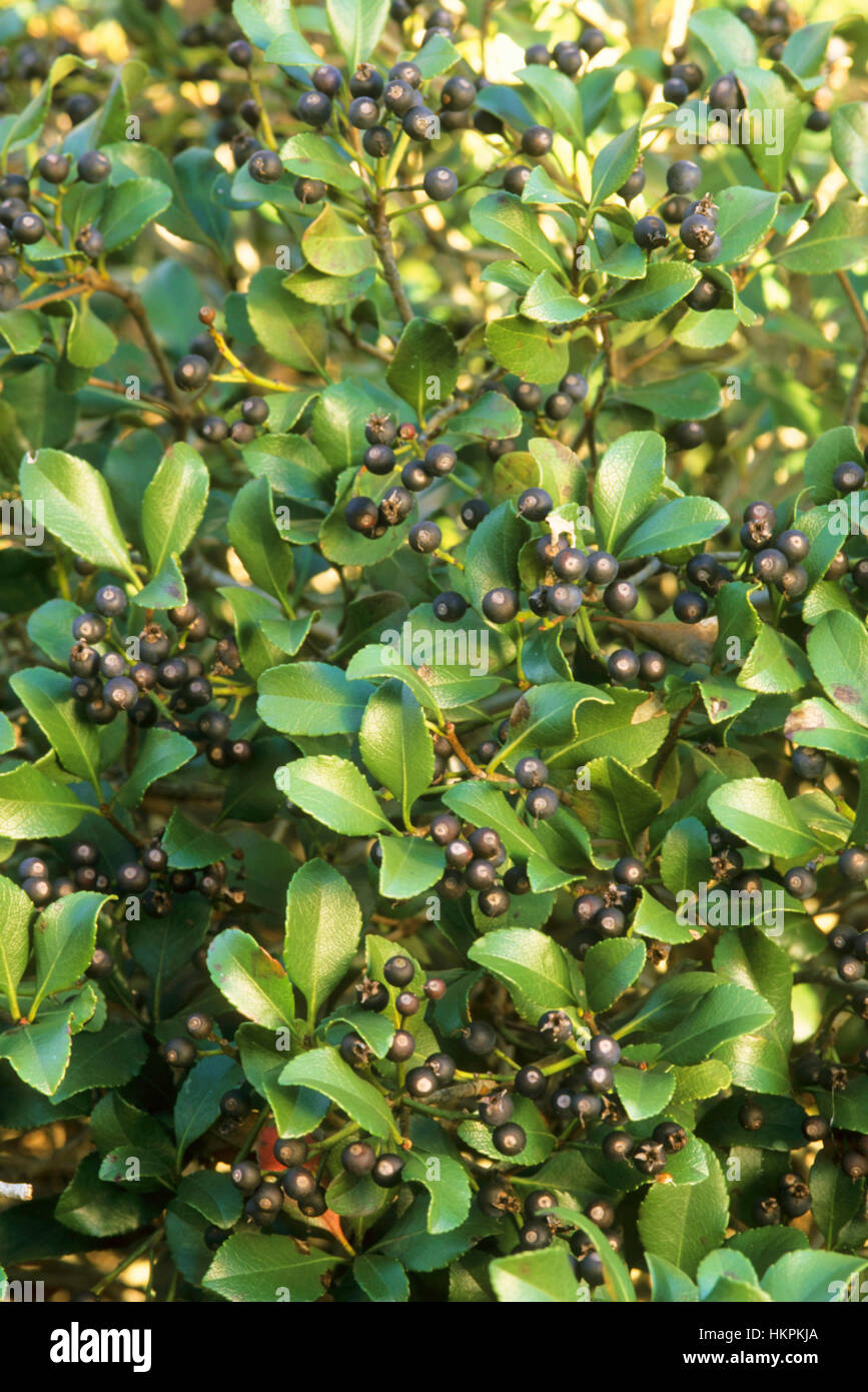 Indiche Raphiolepsis, Hawthorne, arbusto, Foto Stock