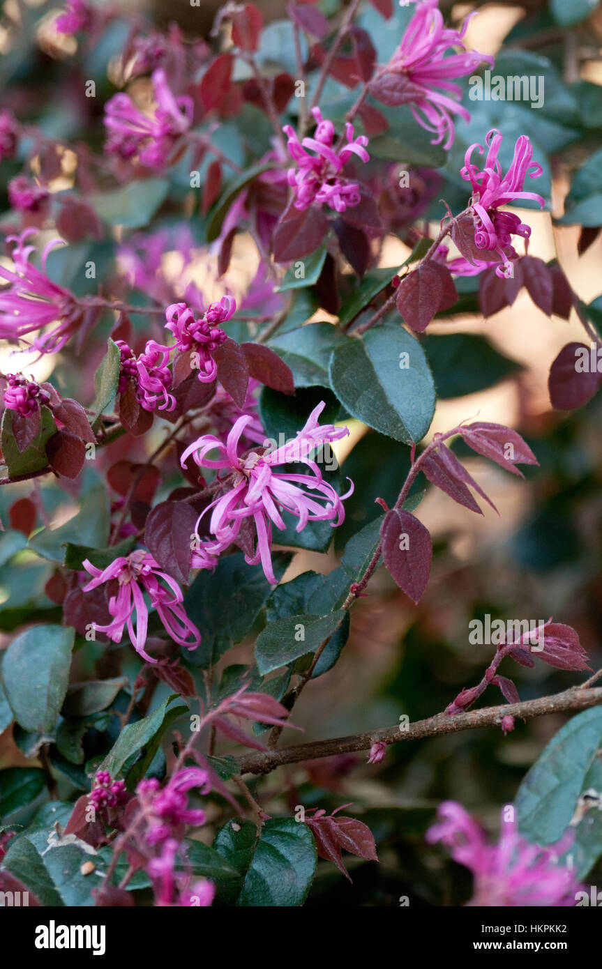 Loropetalum chinense rubrum Foto Stock