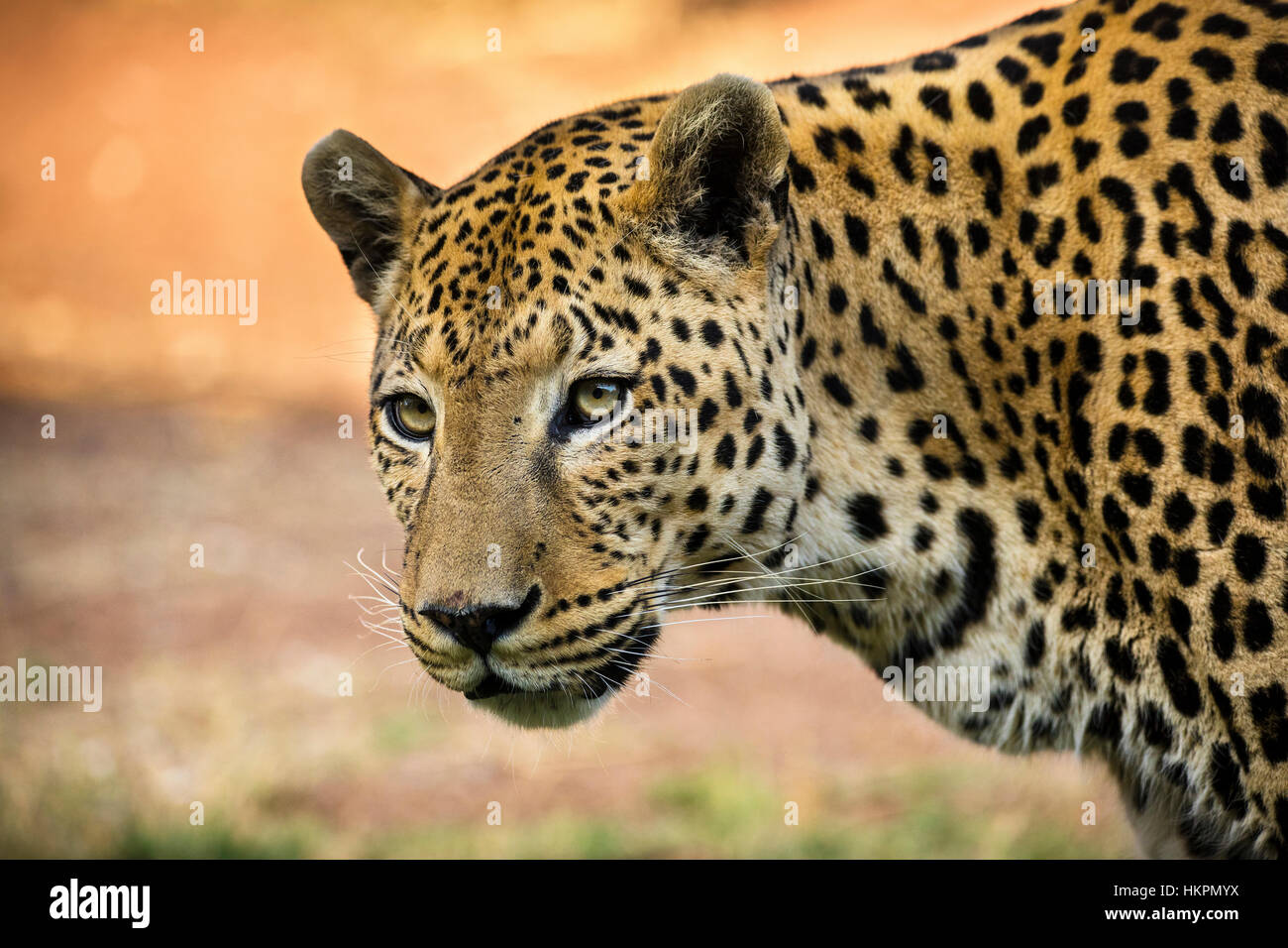 Leopard, Panthera pardus, l'Okonjima Riserva, Namibia, Africa, da Monika Hrdinova/Dembinsky Foto Assoc Foto Stock