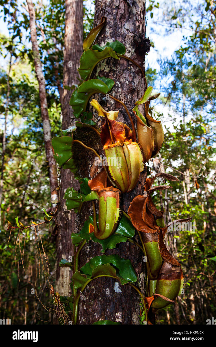 Veitch la pianta brocca (Nepenthes veitchii), Maliau Basin Area di Conservazione, Sabah Borneo, Malaysia, da Monika Hrdinova/Dembinsky Foto Assoc Foto Stock