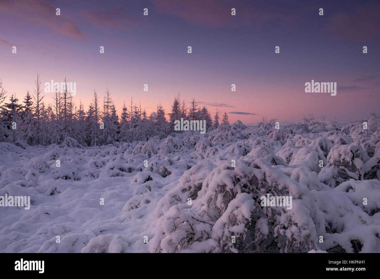 Inverno mattina nella foresta Foto Stock