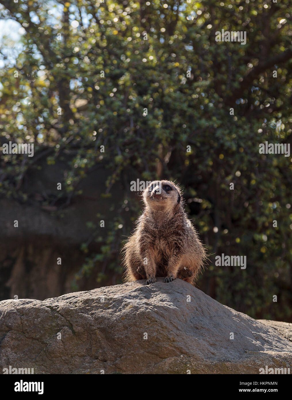 Meerkat , Suricata suricatta, su una grande roccia, alla ricerca di predatori o cibo. Foto Stock