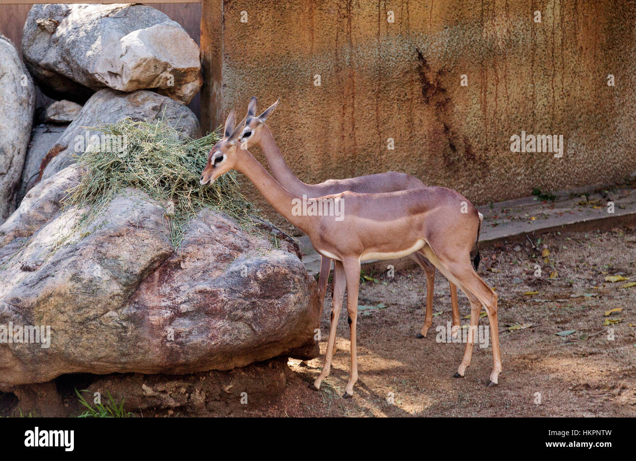 Gerenuk antilope, Litocranius walleri è visto in Kenya e in Somalia, in Africa, in aree asciutte. Foto Stock