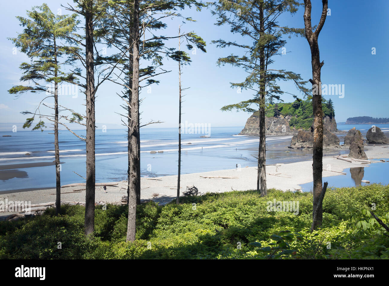 Ruby Beach, Kalaloch, il Parco Nazionale di Olympic. Spiagge in Kalaloch area del Parco Nazionale di Olympic, identificati dai numeri di trail, sono remoti e selvaggi. Foto Stock