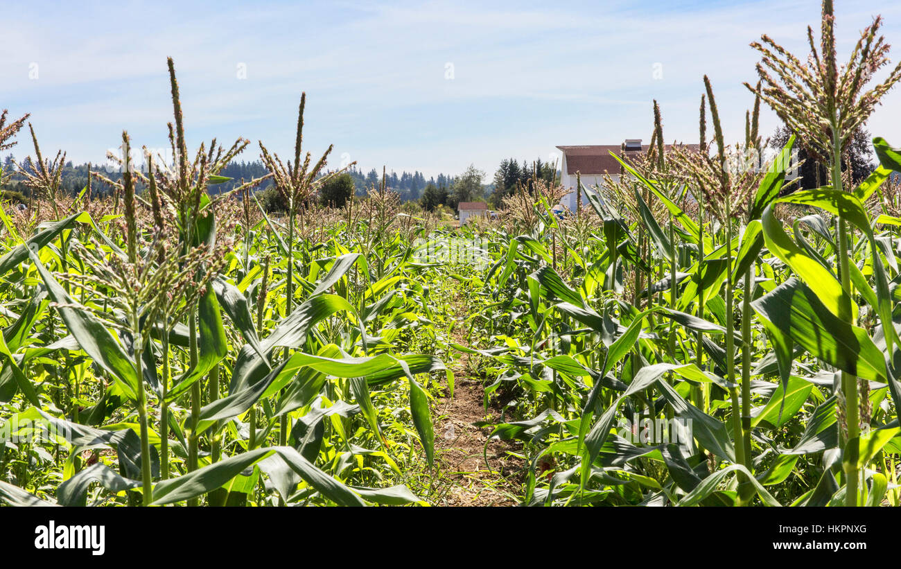 Organico del campo di mais Foto Stock