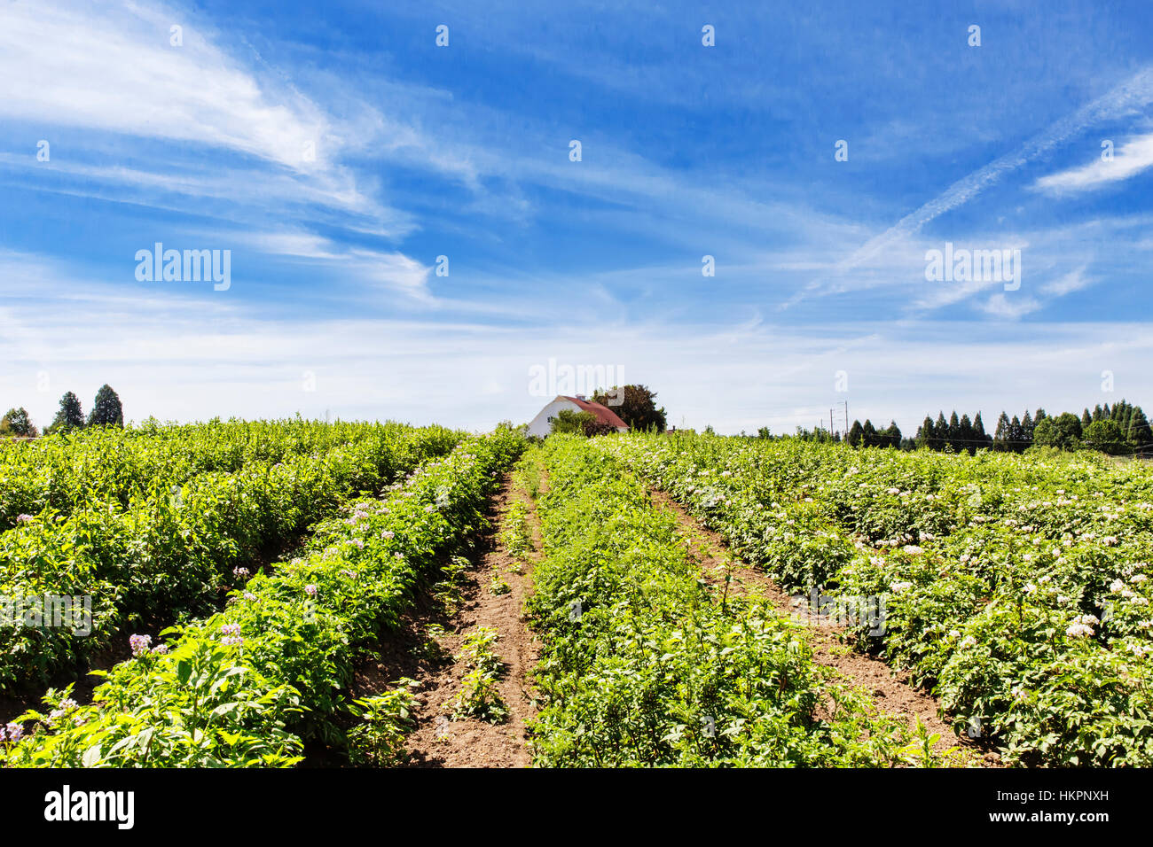 Agricoltura biologica, le colture a filari, ortaggi. Foto Stock