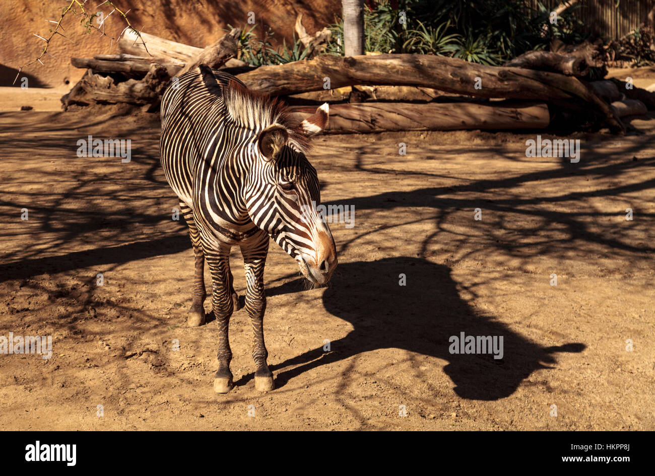 Di Grevy zebra, Equus grevyi, si rilassa al sole dopo un bagno di polvere. Foto Stock