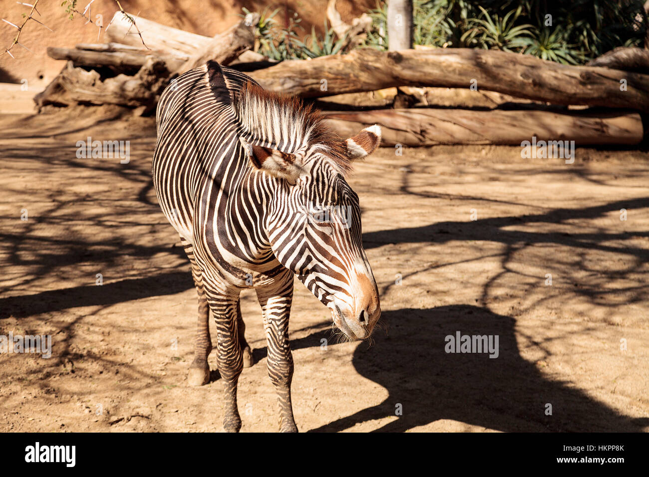 Di Grevy zebra, Equus grevyi, si rilassa al sole dopo un bagno di polvere. Foto Stock