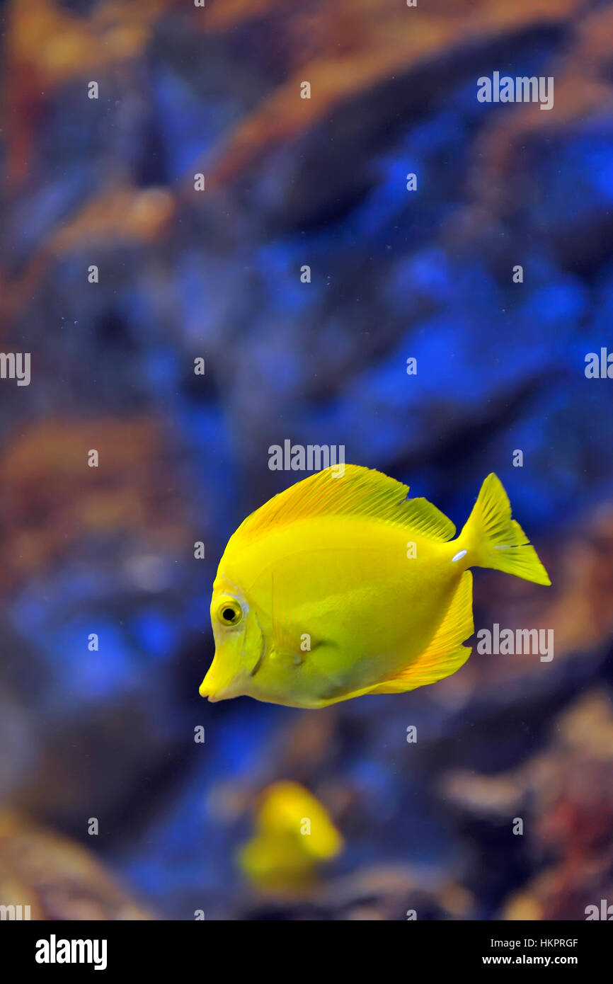 Giallo pesce tropicale in acqua Foto Stock