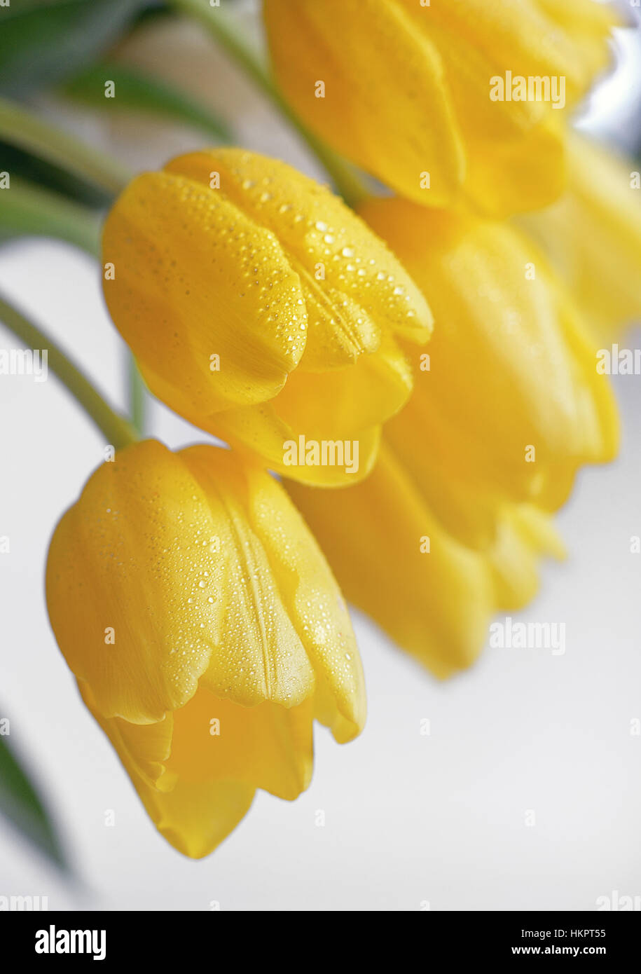 Tulipani gialli con gocce di rugiada in primavera Foto Stock