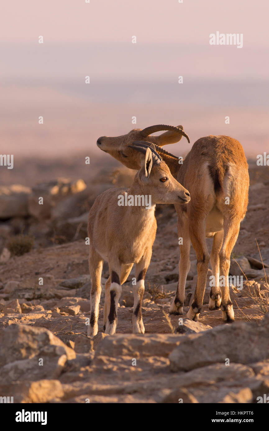Femmine e giovani Ibex Nubiano (Capra ibex nubiana), a sunrise. Fotografato sul bordo del cratere di Ramon, deserto del Negev, Israele Foto Stock