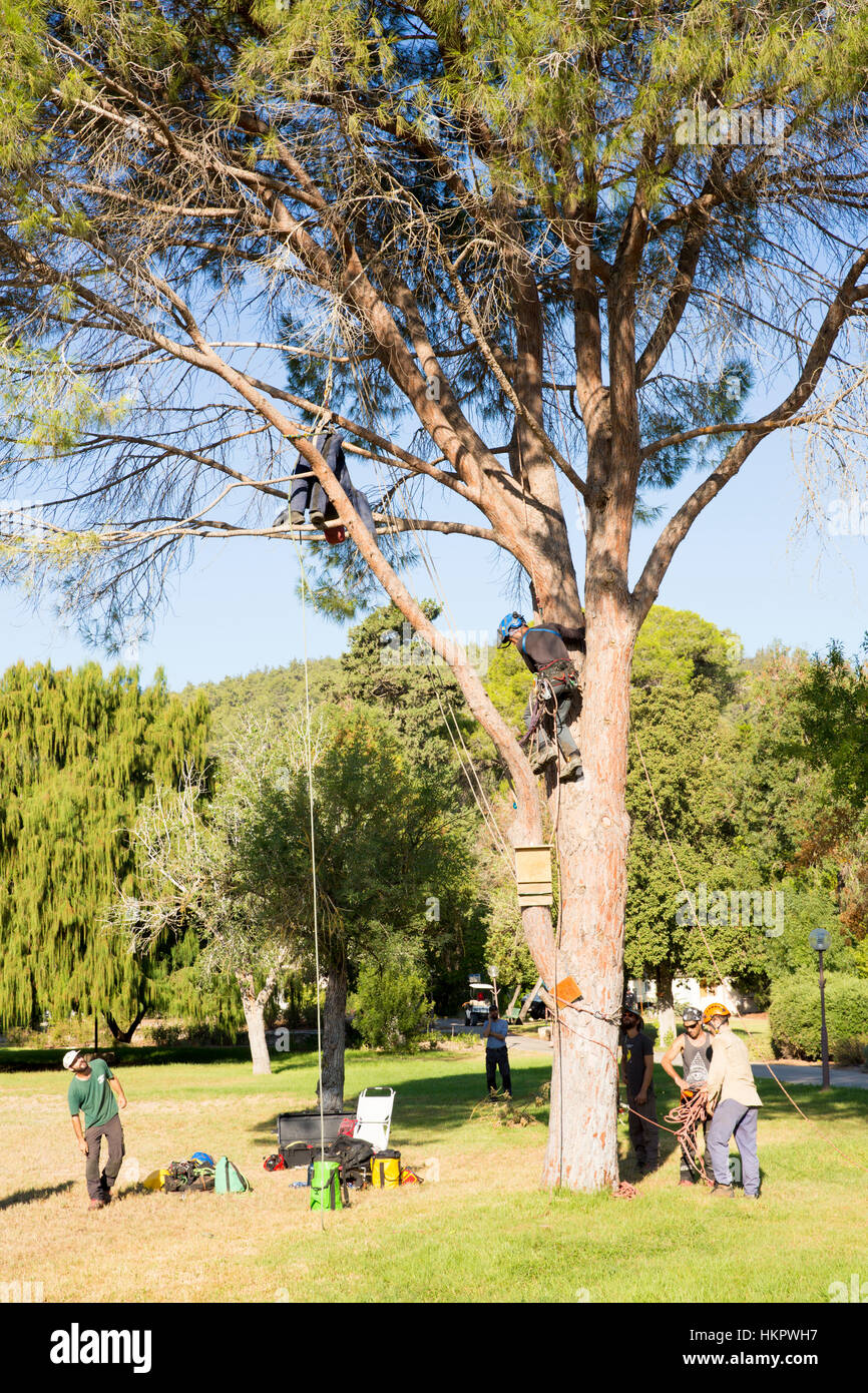 Il taglio di un grande albero giardino Foto Stock