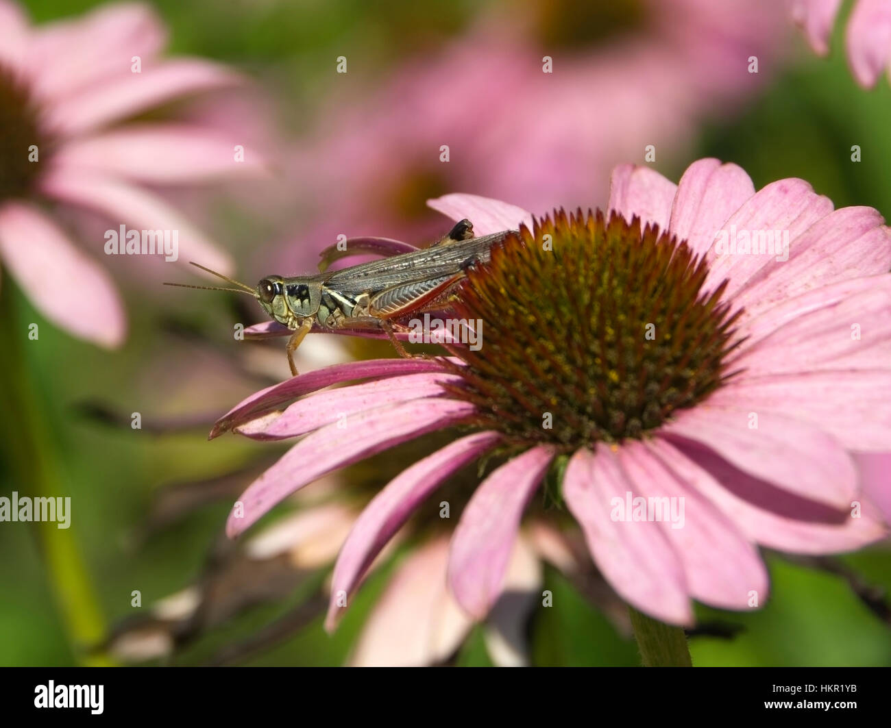Zampe rosse grasshopper, Melanoplus femurrubrum, su Purple Coneflower, Echinacea Foto Stock