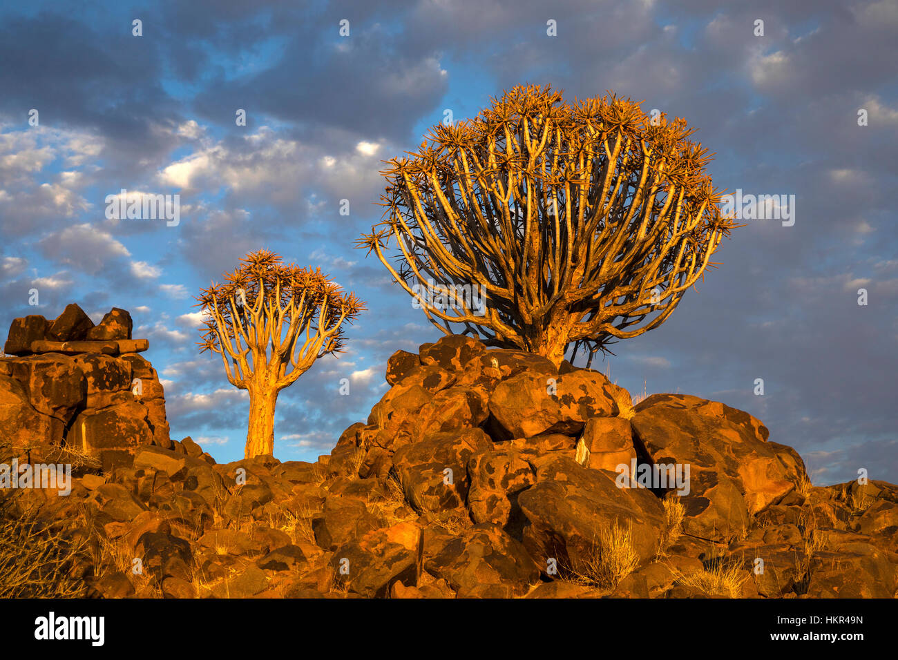 Per Quiver Tree Forest, Kocurboom Woud, Aloe dichotoma, Mesosaurus Sito fossile, Keetmanshoop,Namibia, da Monika Hrdinova/Dembinsky Foto Assoc Foto Stock