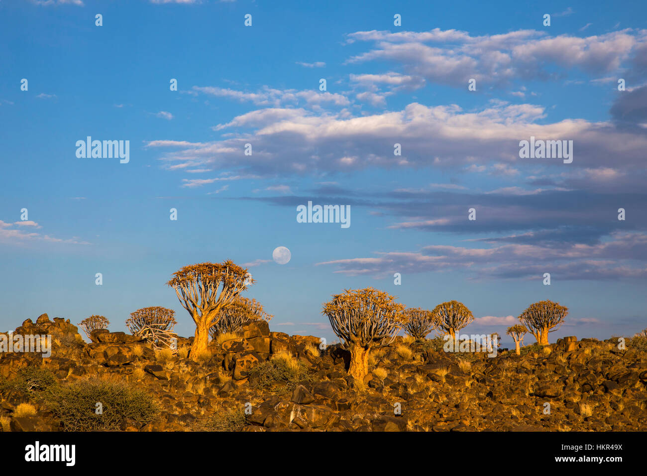 Per Quiver Tree Forest, Kocurboom Woud, Aloe dichotoma, Mesosaurus Sito fossile, Keetmanshoop,Namibia, da Monika Hrdinova/Dembinsky Foto Assoc Foto Stock