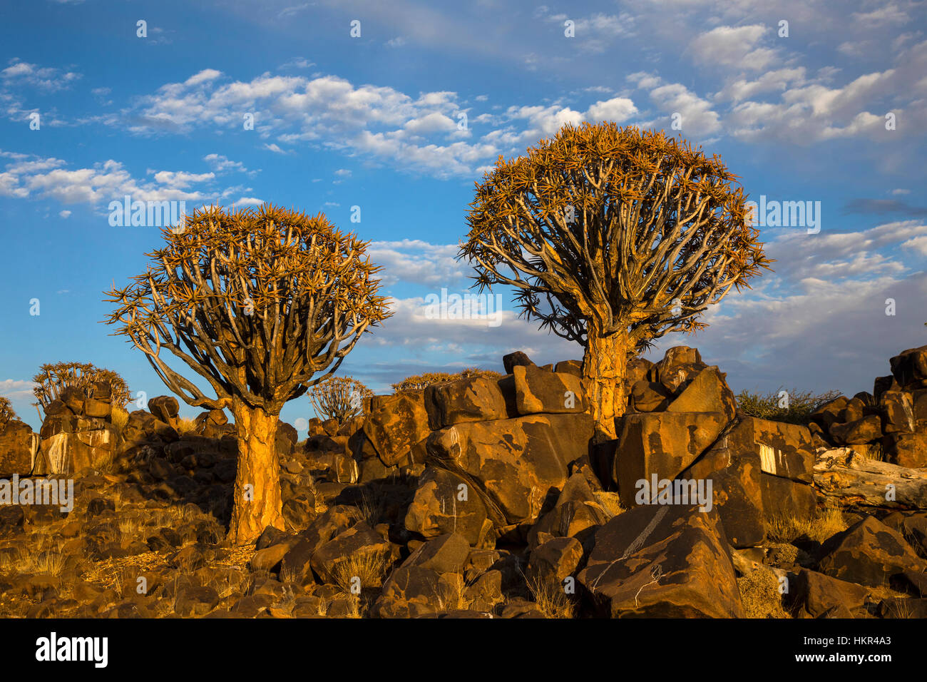 Per Quiver Tree Forest, Kocurboom Woud, Aloe dichotoma, Mesosaurus Sito fossile, Keetmanshoop,Namibia, da Monika Hrdinova/Dembinsky Foto Assoc Foto Stock