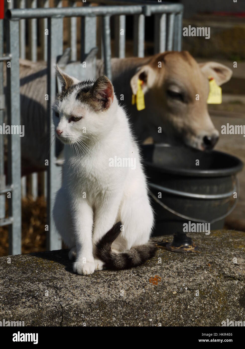 mucca e gatto Foto Stock