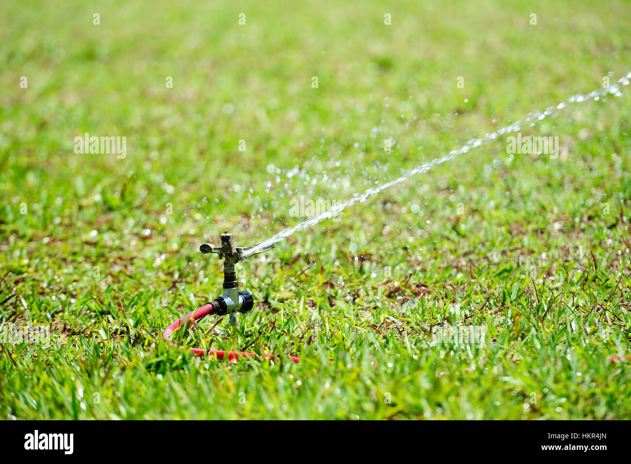 Lavoro sprinkler acqua sul prato in erba verde Foto Stock