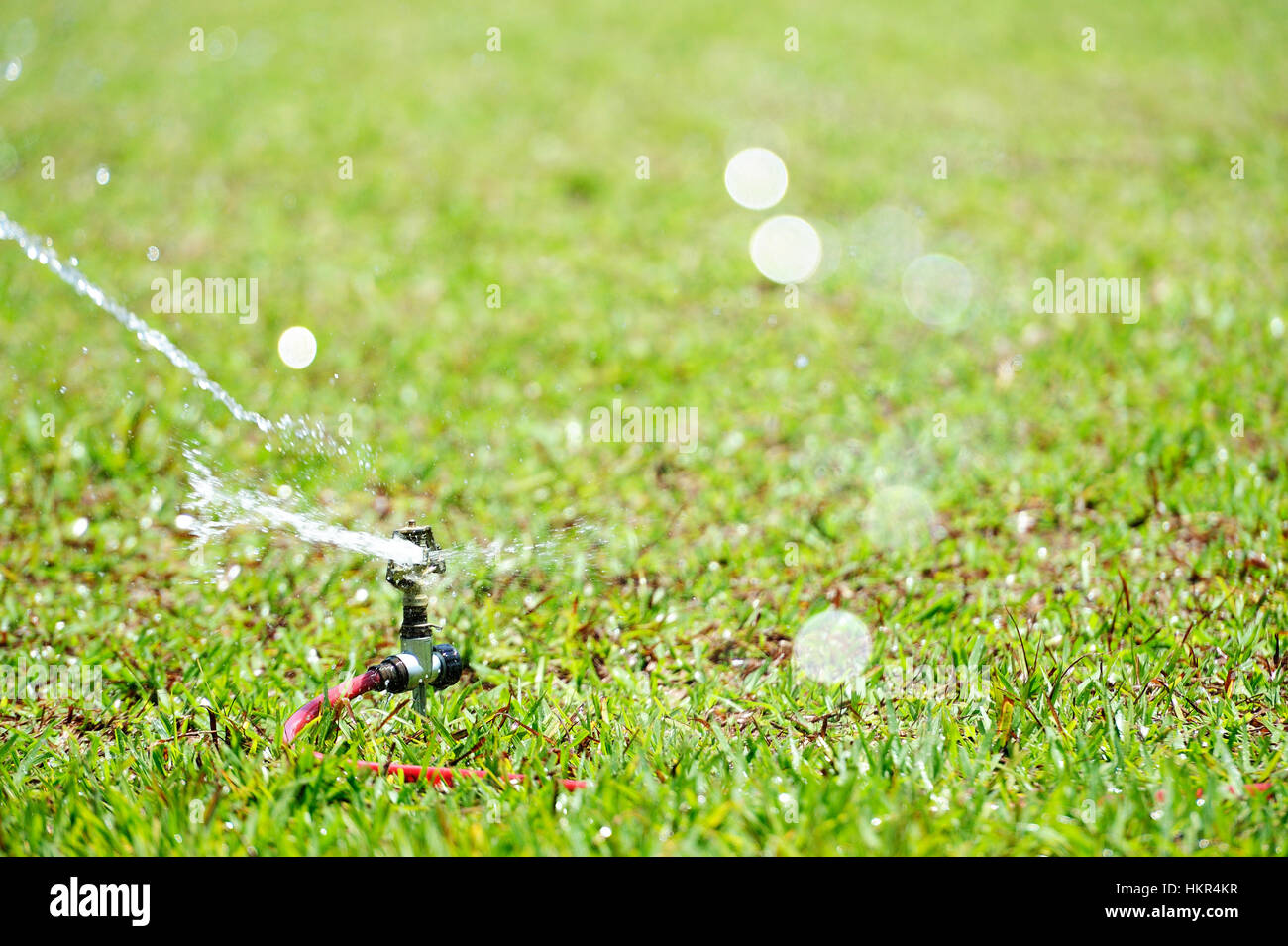 Close up di sprinkler acqua sul prato in erba verde Foto Stock