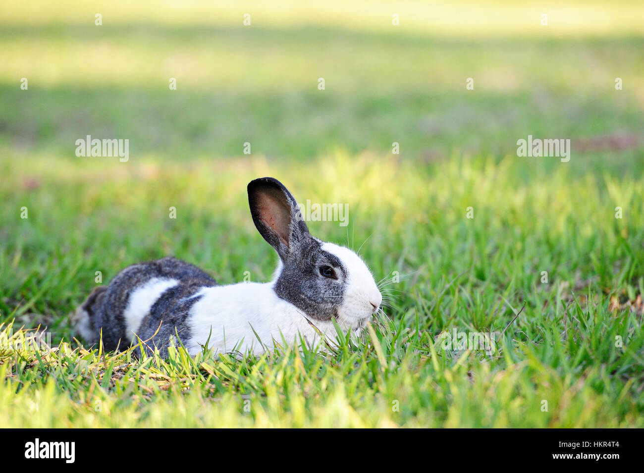 Bianco grigio coniglio giaceva su erba verde Foto Stock