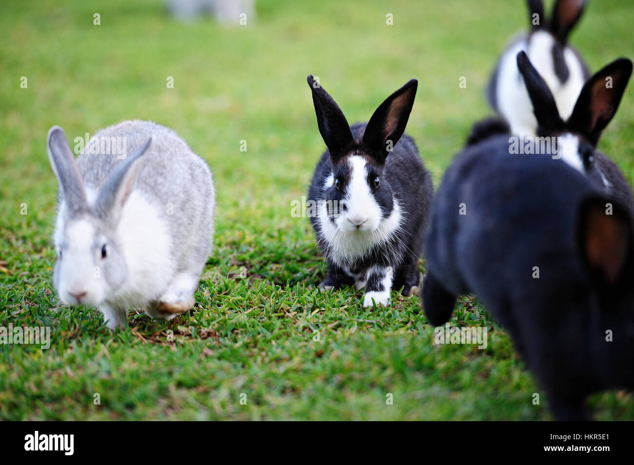 Esecuzione di conigli diversi su verde prato Foto Stock