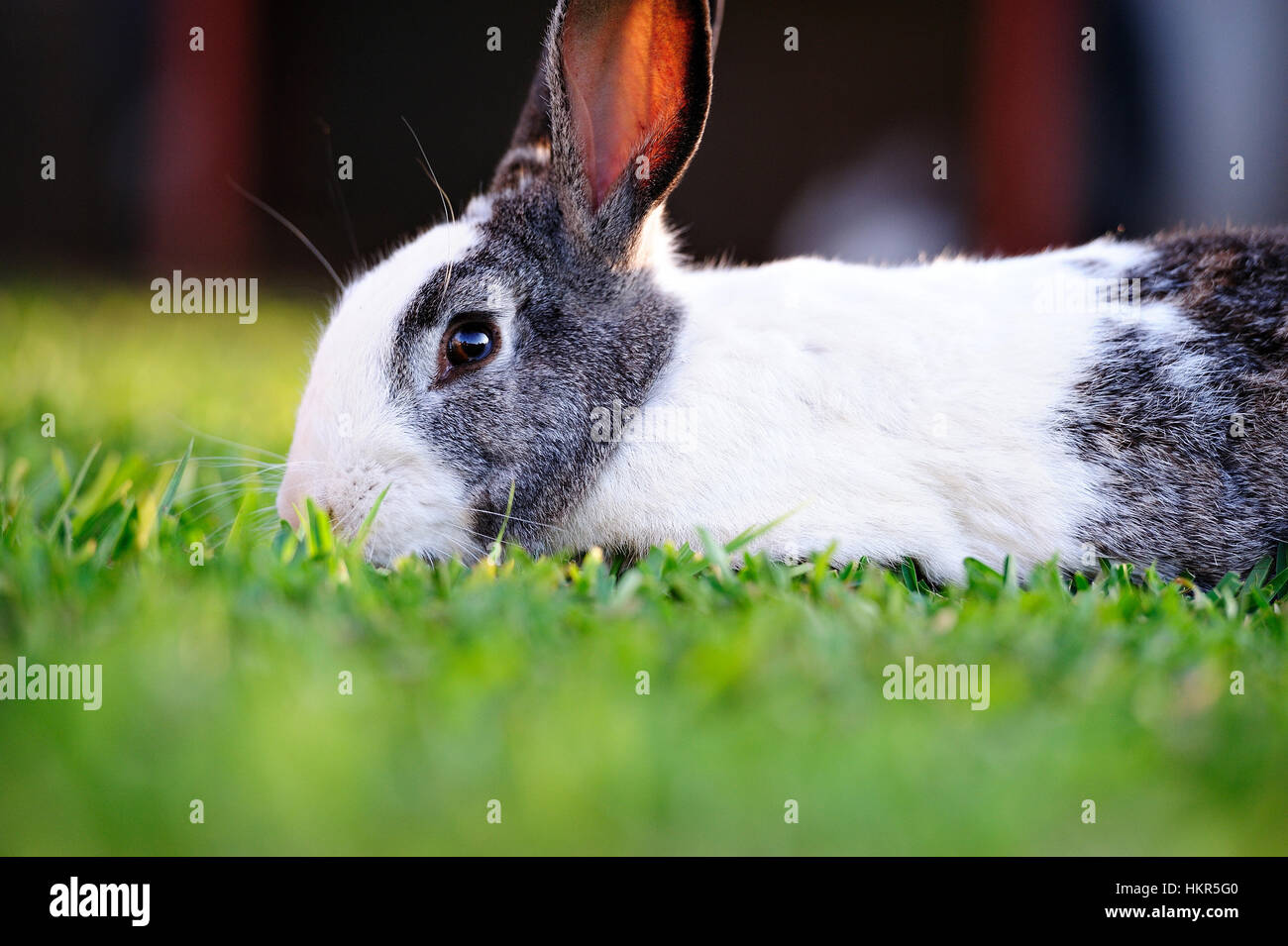 Chiusura del simpatico coniglio mangiare erba verde Foto Stock