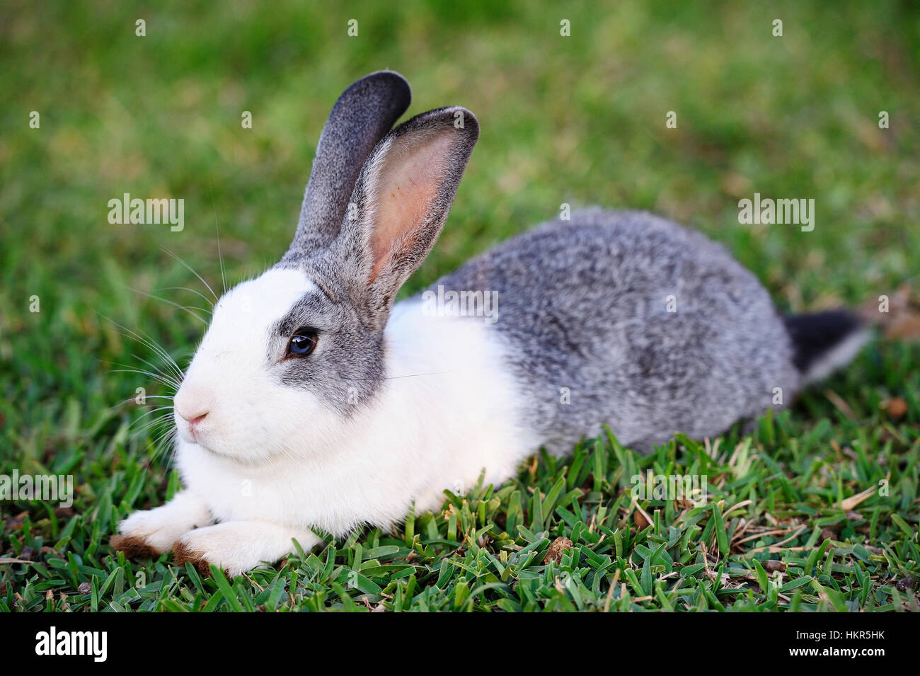 Carino coniglio grigio giaceva su erba verde Foto Stock