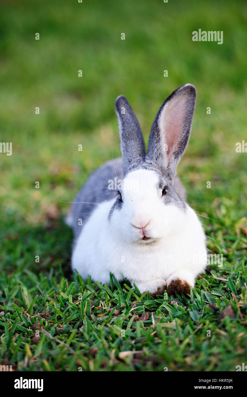 Ritratto di coniglio grigio giaceva su erba verde Foto Stock
