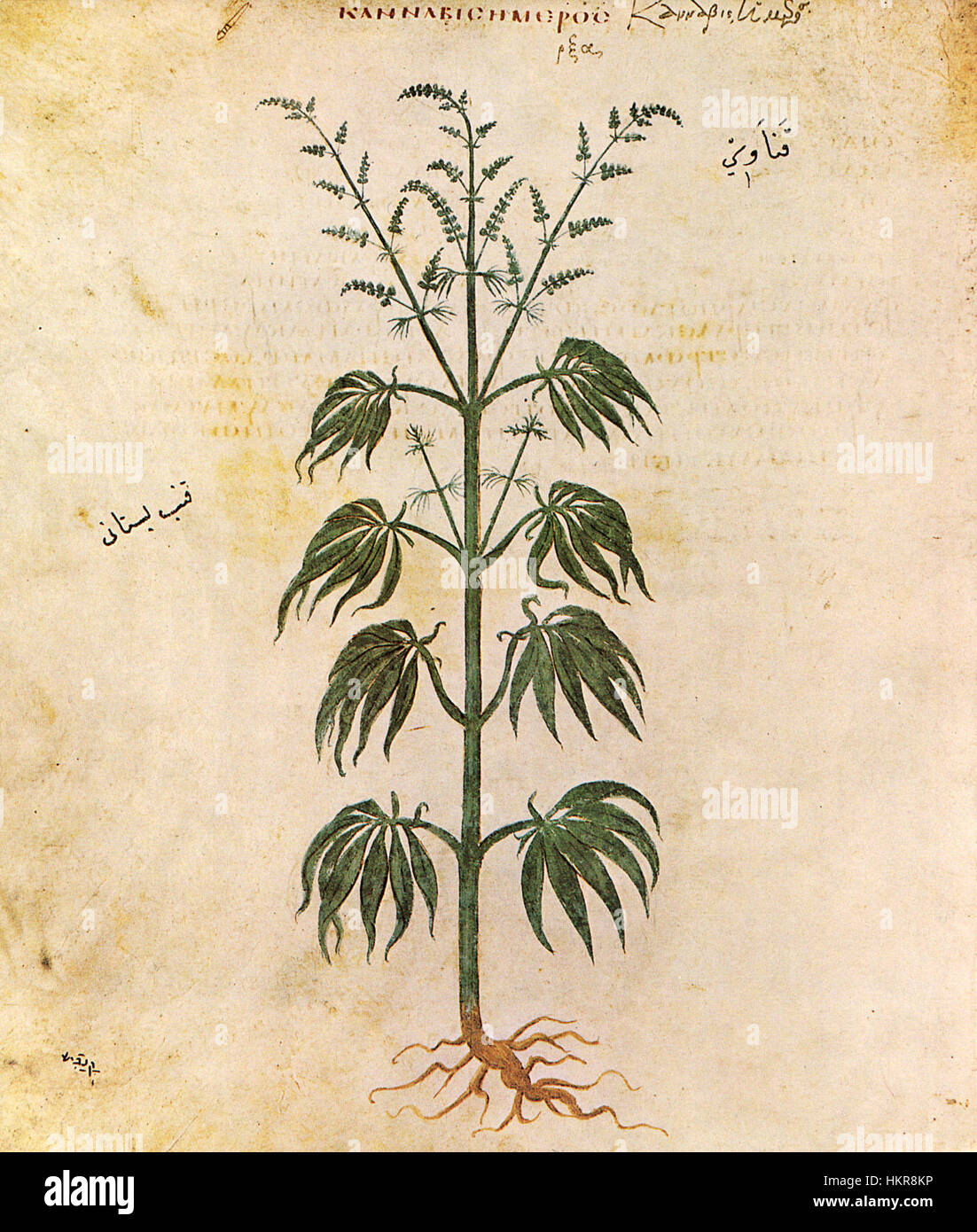 Questa opera raffigura la pianta Cannabis sativa, spesso associata ai suoi usi medicinali e ricreativi. Il dipinto cattura la struttura dettagliata e le foglie della pianta, mostrando la sua bellezza naturale. Foto Stock