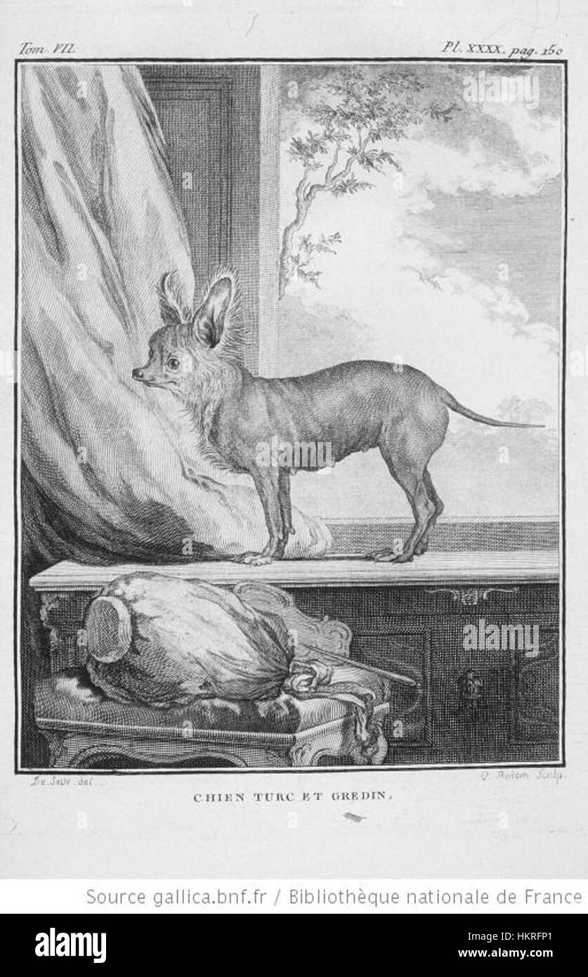 Un'illustrazione storica della razza di cane turca della serie di storia naturale di Buffon, che presenta le caratteristiche della razza. Foto Stock