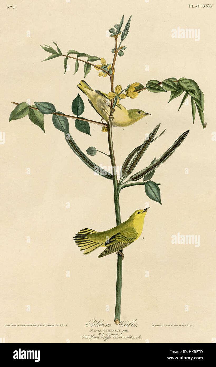 Un'illustrazione dettagliata della parula dei bambini, parte del rinomato lavoro di John James Audubon sugli uccelli nordamericani. L'opera d'arte mostra le caratteristiche peculiari dell'uccello, contribuendo alla comprensione scientifica delle specie aviarie in Nord America. Foto Stock