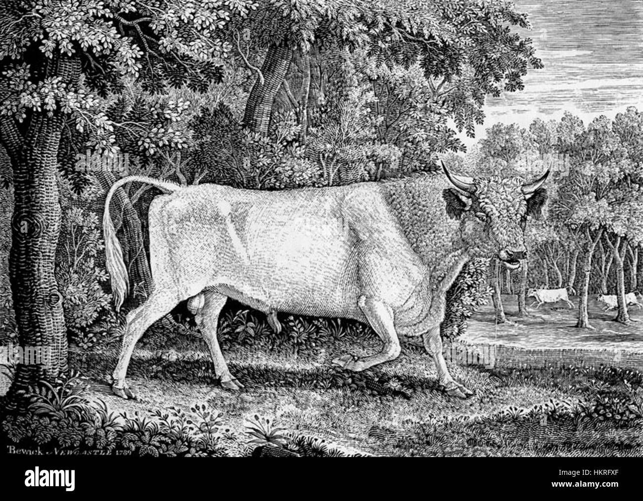 Chillingham Bull da Thomas Bewick 1789 Foto Stock