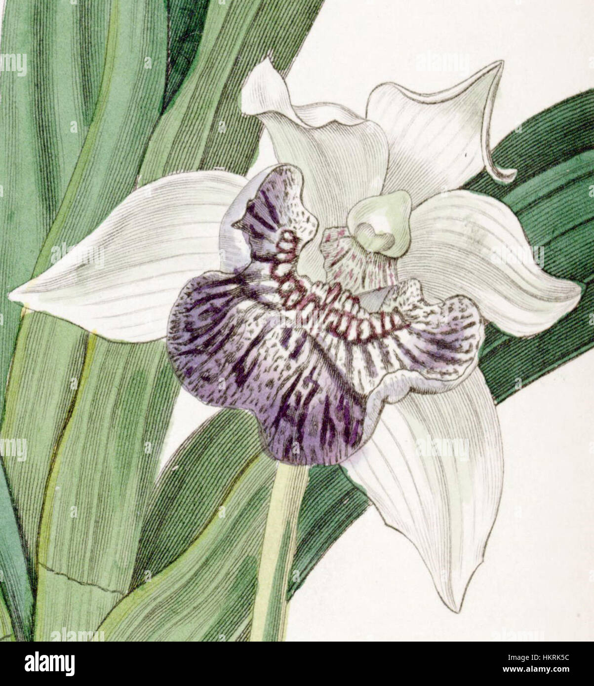 Un'illustrazione botanica di Cochleanthes flabelliformis, presente nel "Edwards's Botanical Register" del 1836. L'illustrazione mette in evidenza gli intricati dettagli delle specie di orchidee, mostrando la sua struttura unica e la delicata bellezza. Foto Stock