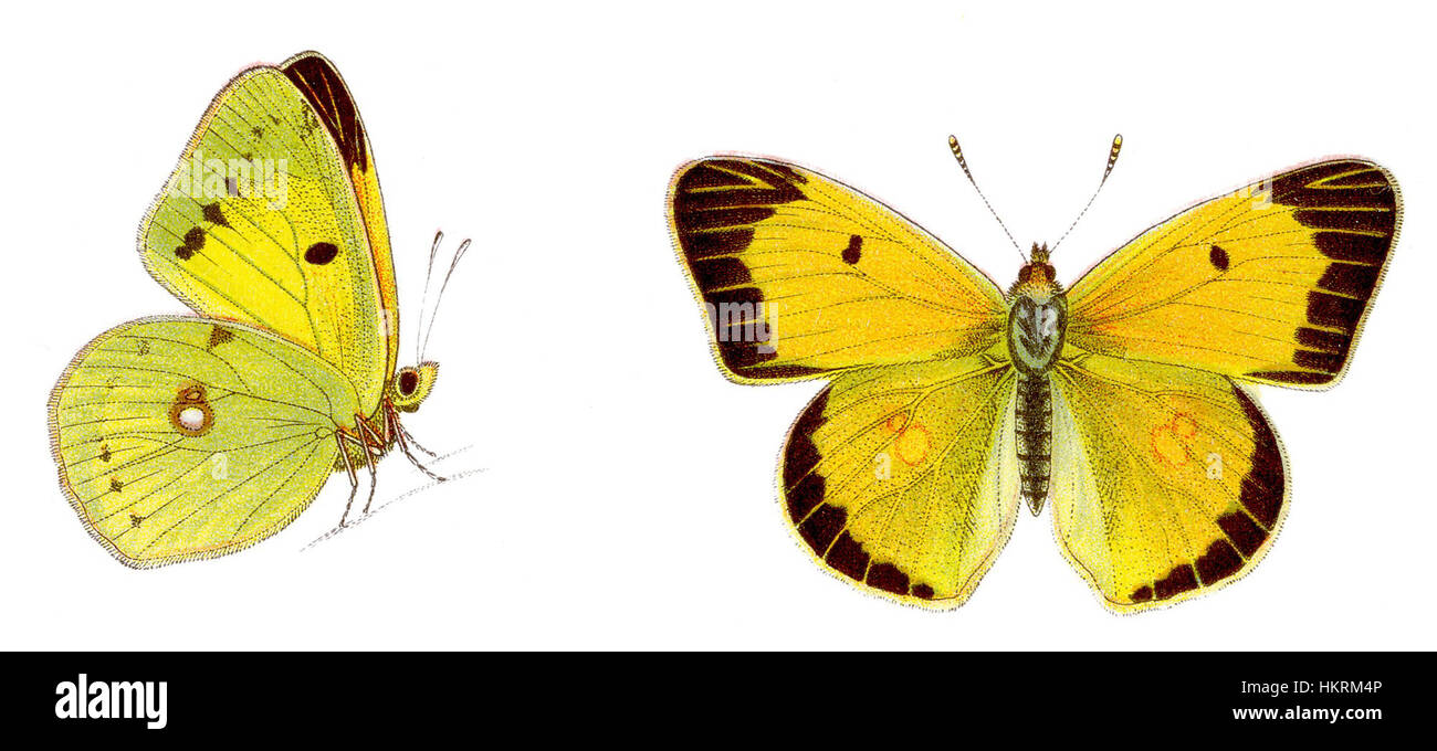 Questa immagine presenta un dipinto del Colias croceus, noto anche come la farfalla gialla nuvolosa. Questa specie, nota per le sue vivaci ali ali gialle, è originaria dell'Europa e dell'Asia e si trova spesso nei prati e nelle aree erbose. Foto Stock