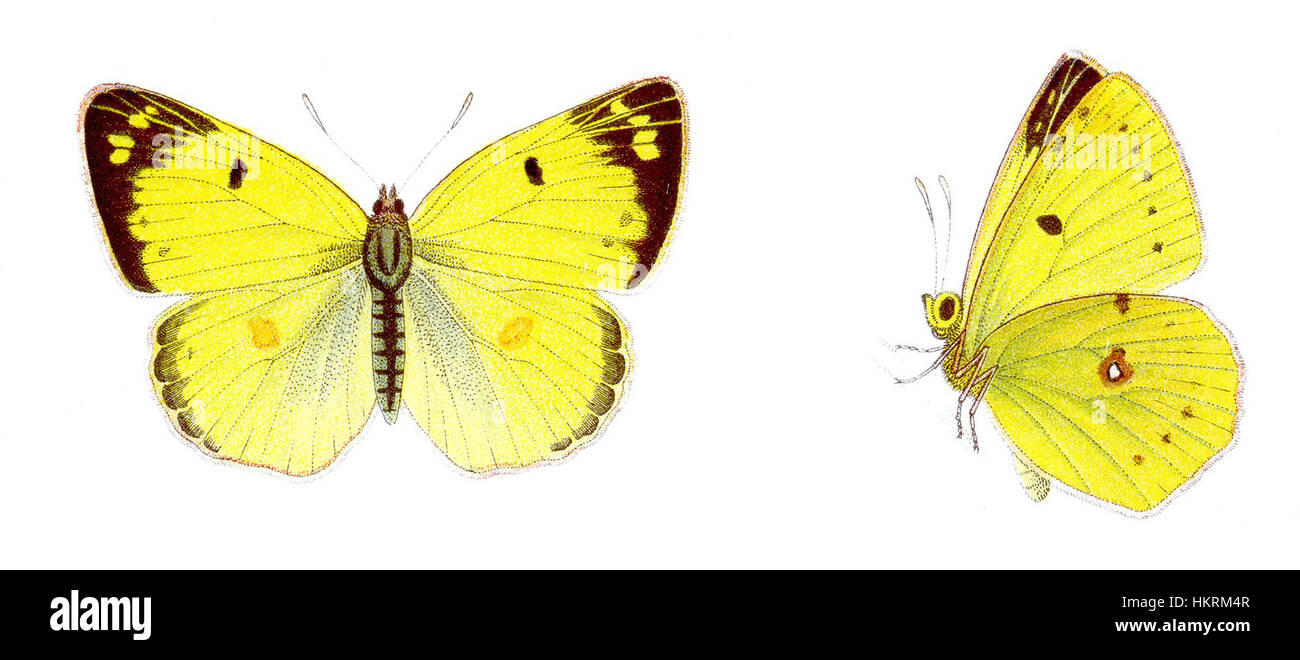 La "colias hyale", comunemente nota come Goldene Acht, è una specie di farfalla caratterizzata dai suoi caratteristici motivi ad ali gialle e nere. Questa specie è originaria dell'Europa e dell'Asia e fa parte della famiglia Pieridae. Foto Stock