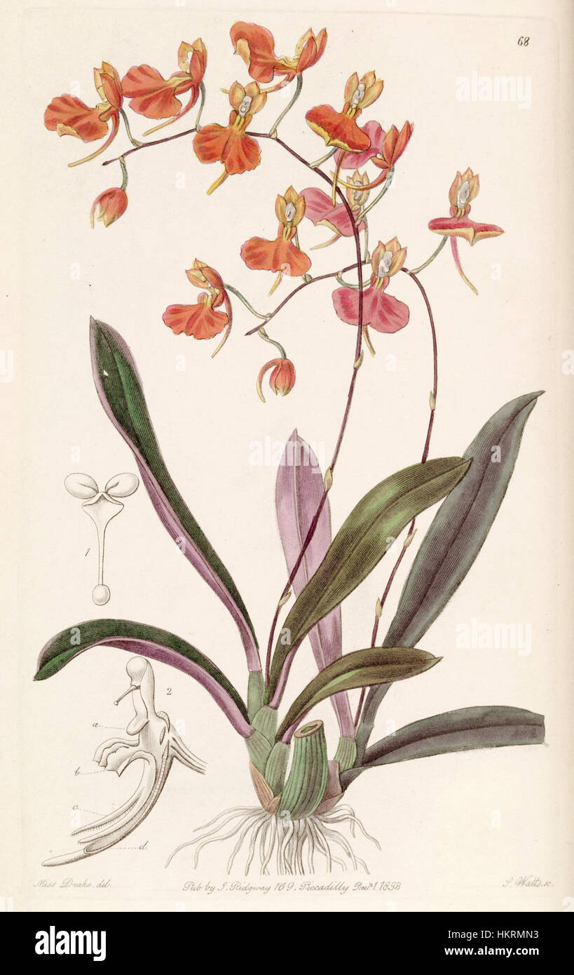Un'illustrazione botanica di *Comparettia coccinea*, presente nel volume 24 di Edwards del 1838, che mostra le delicate caratteristiche di questa specie. L'opera enfatizza la precisione degli studi botanici del XIX secolo. Foto Stock Un'illustrazione botanica di *Comparettia coccinea*, presente nel volume 24 di Edwards del 1838, che mostra le delicate caratteristiche di questa specie. L'opera enfatizza la precisione degli studi botanici del XIX secolo. Foto Stock