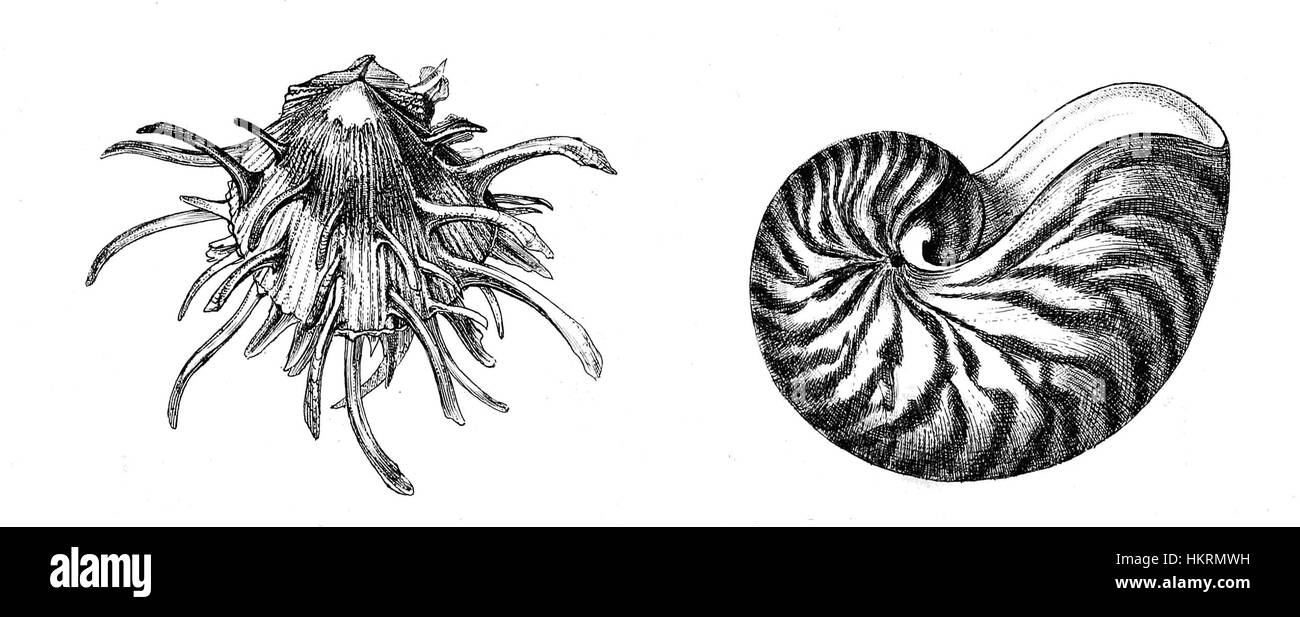 Questo frontespizio del Manuale Conchologico presenta un design dettagliato e complesso che funge da introduzione artistica al manuale. L'opera mette in evidenza lo studio scientifico delle conchiglie, fornendo valore artistico ed educativo. Foto Stock