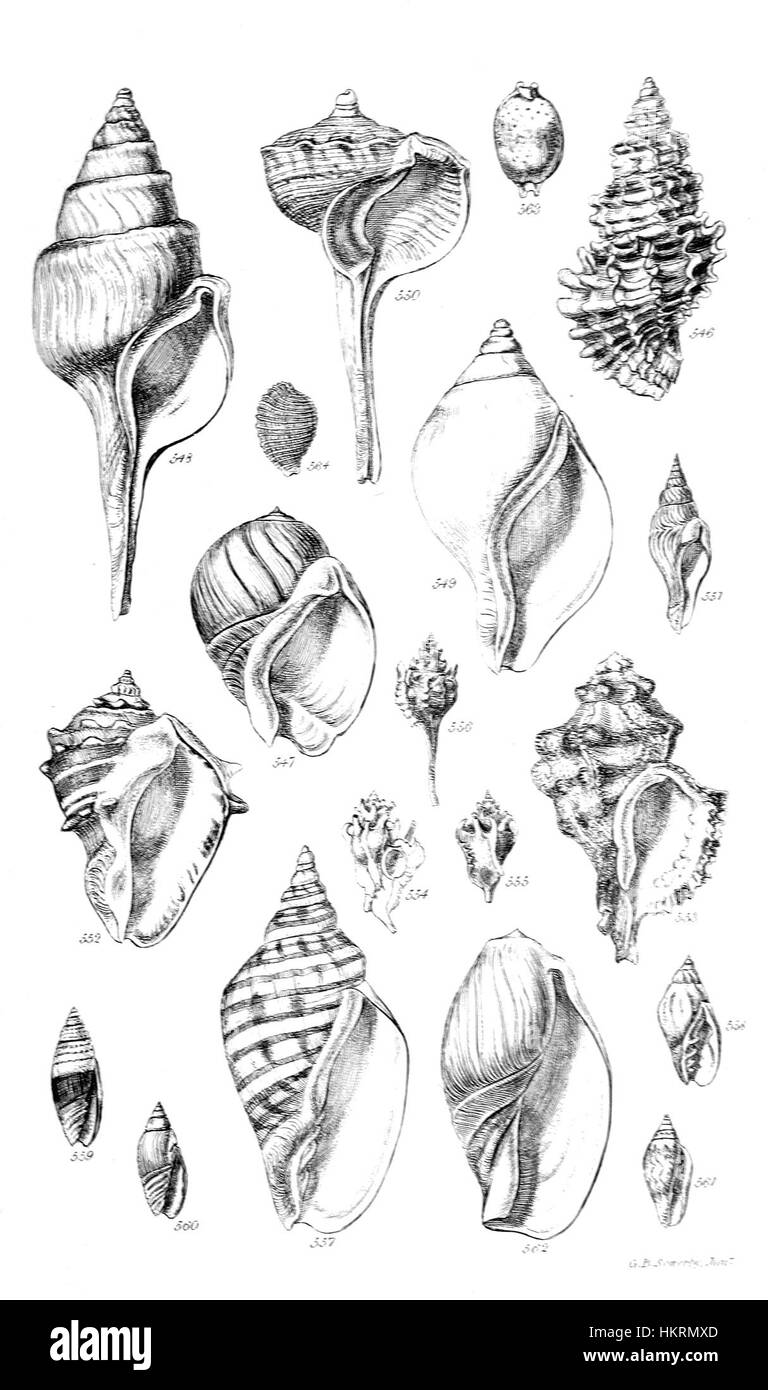 Conchological Manual Plate 26 presenta illustrazioni dettagliate di conchiglie di molluschi. Questa stampa antica fa parte di una serie utilizzata per scopi educativi nello studio della concatologia. La piastra fornisce una rappresentazione accurata di varie specie di gusci. Foto Stock