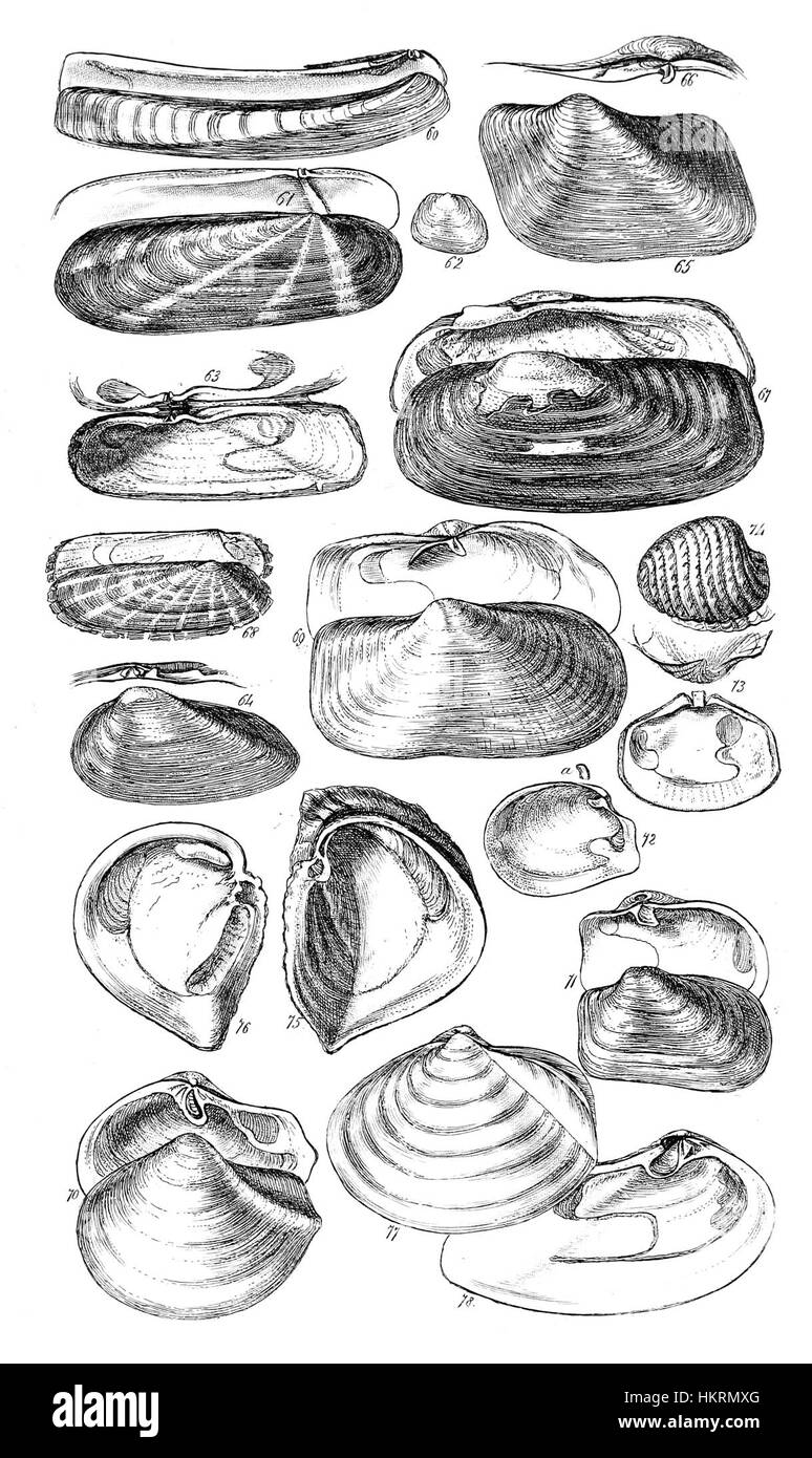 Questa illustrazione tratta dal Manuale Conchologico presenta una descrizione dettagliata di varie conchiglie marine. La placca cattura l'approccio scientifico allo studio della vita marina, con un'enfasi sulla bellezza e la diversità delle conchiglie che si trovano nei diversi habitat oceanici. Foto Stock