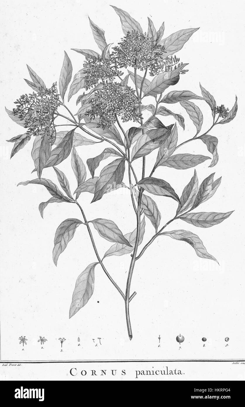 Cornus racemosa, comunemente noto come il legno di paglia grigio, è raffigurato in questa illustrazione botanica, che mostra i suoi caratteristici grappoli di fiori bianchi e bacche rosse. Foto Stock