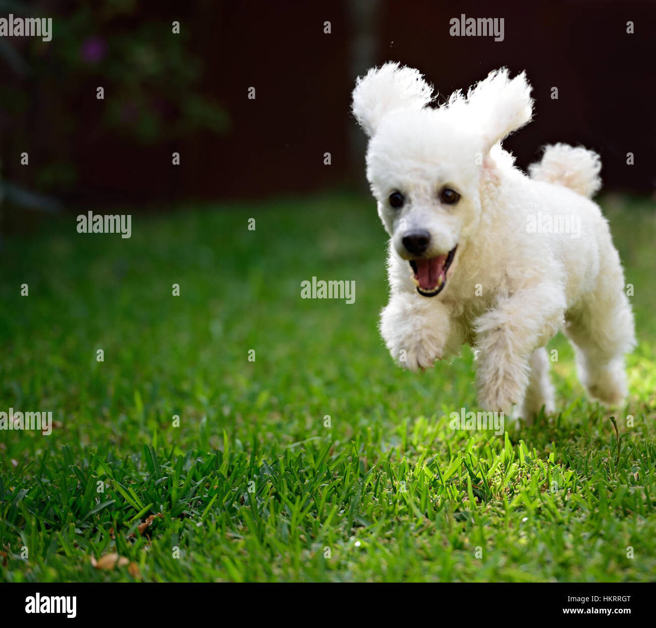 Cane barboncino bianco eseguito con bocca aperta sull'erba Foto Stock