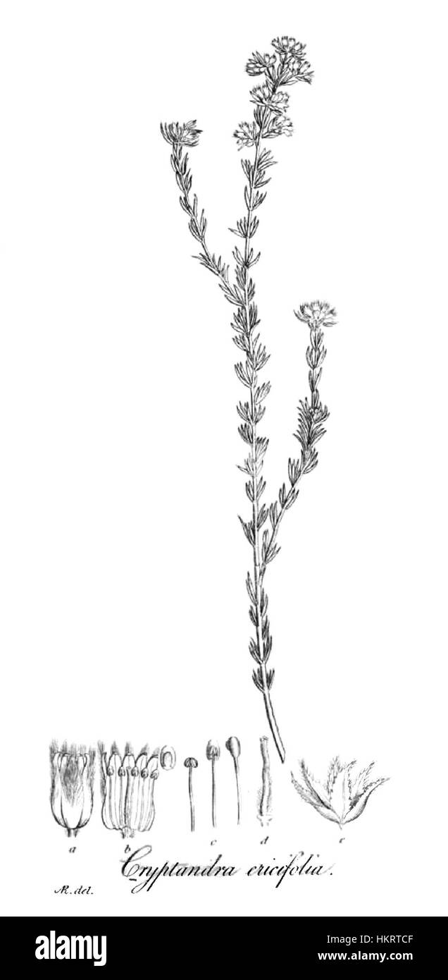 Cryptandra ericoides, comunemente nota come Heath cryptandra, è una specie di pianta in fiore originaria dell'Australia. Si caratterizza per i suoi piccoli, densi fiori bianchi e le sue strette foglie di pelle, spesso presenti in ambienti rocciosi e secchi. Foto Stock