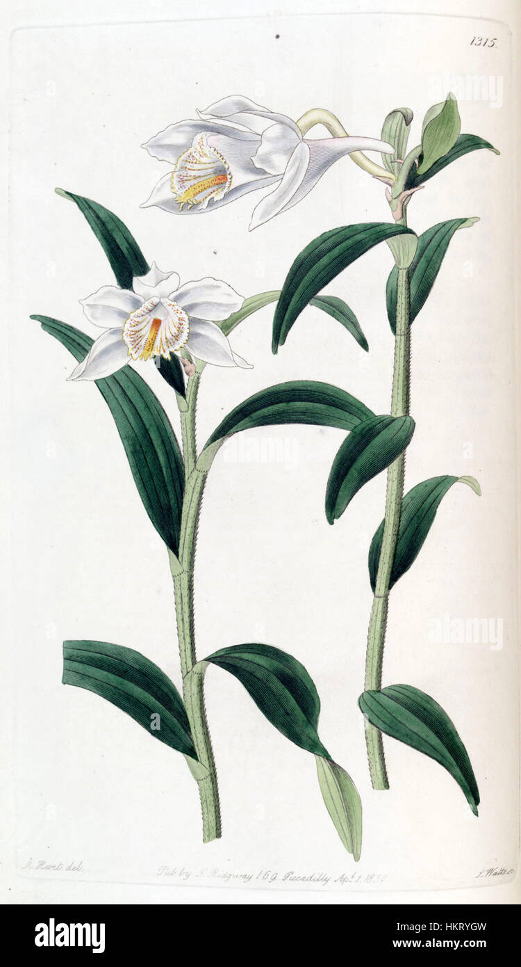 Dendrobium longicornu - Edwards vol 16 pl 1315 (1830) Foto Stock