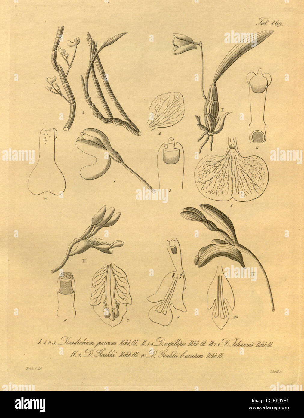Questa stampa botanica del 1874 raffigura diverse specie di orchidee di Dendrobium, tra cui Dendrobium parcum, capillipes, johannis e gouldii. L'opera d'arte è una rappresentazione dettagliata di queste orchidee, che mostrano le loro caratteristiche uniche e la loro bellezza naturale. Foto Stock Questa stampa botanica del 1874 raffigura diverse specie di orchidee di Dendrobium, tra cui Dendrobium parcum, capillipes, johannis e gouldii. L'opera d'arte è una rappresentazione dettagliata di queste orchidee, che mostrano le loro caratteristiche uniche e la loro bellezza naturale. Foto Stock